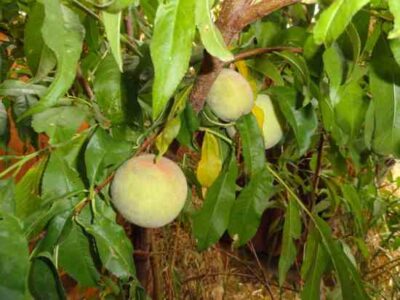 Plant it Forward Image